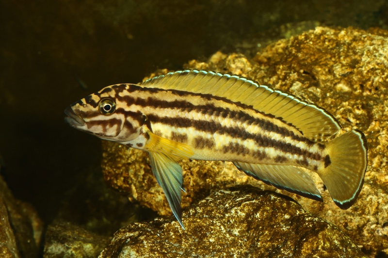Julidochromis cf. regani 'Mboko Island'